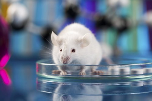 Искусственный интеллект сможет заменить тестирование на животных