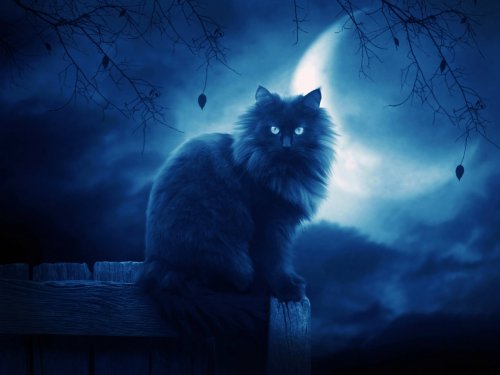 В Сети стало известно, что первая кошка-ведьма мертва