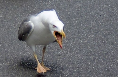 Голодная чайка порвала женщине губу, пытаясь отобрать у неё еду