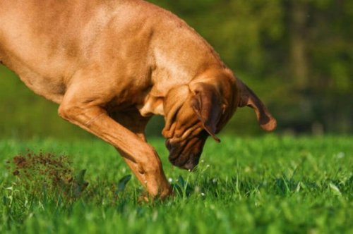 Ветеринары объяснили, почему собаки гребут землю после справления нужды