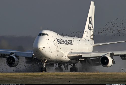 Дроны помогут защитить аэропорты от птиц
