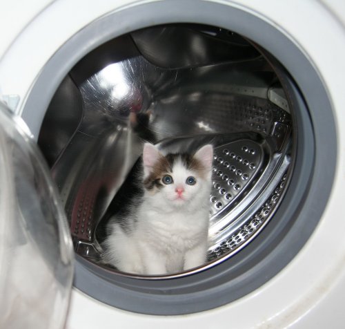 Магнитогорские садисты мучили котенка в стиральной машине