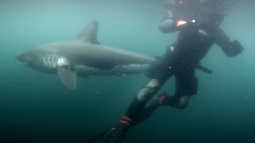 Двухметровая акула напала на подводного охотника в Приморье