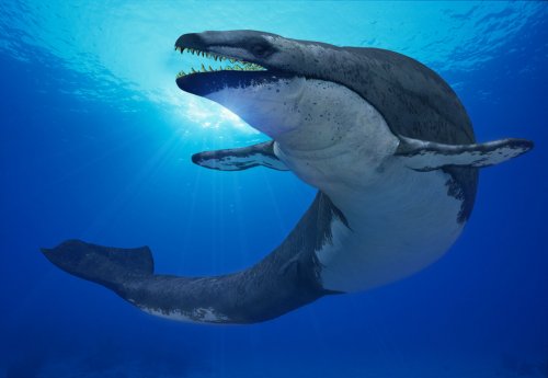 На подходах к Крымскому мосту обнаружили уникальные останки доисторического кита