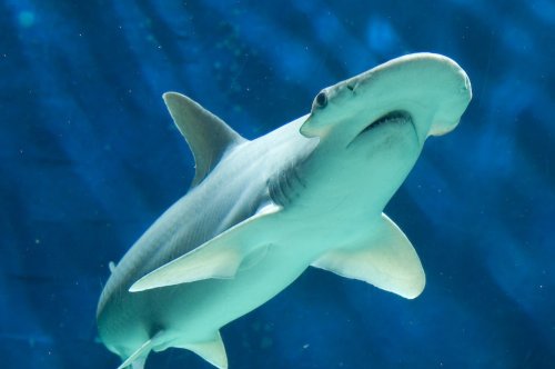 Найдена первая в мире «травоядная» акула