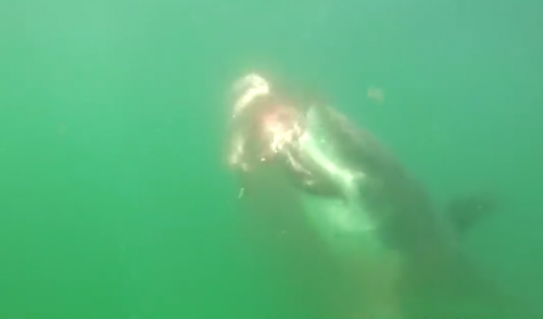 Исследователи получили кадры, как белая акула разрывает тюленя