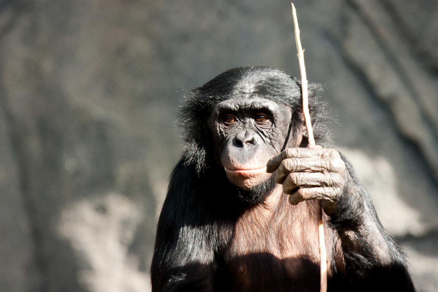 Годы жизни обезьяны. Продолжительность жизни приматов. Срок жизни мартышек. Шимпанзе Продолжительность жизни. Эпизодическая память приматов.