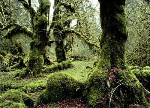 50-метровое окаменелое дерево нашли в США
