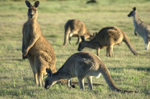 Ученые разобрались, когда в Австралии появились кенгуру