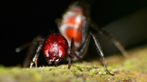 Ученые нашли на Борнео новый вид взрывающегося муравья