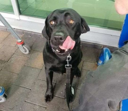 Псу отрезали ухо, пока тот ждал хозяина из супермаркета