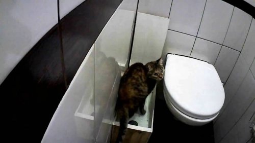 «Умный» туалет для котов собрал более $500 тыс всего за три дня