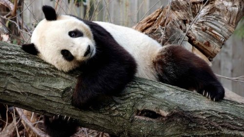 Власти Китая запретили фотографировать и кормить панд за деньги