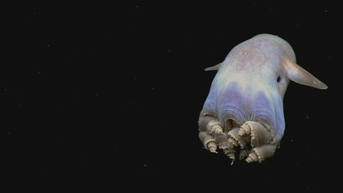 У берегов США учёные засняли на видео ушастого осьминога