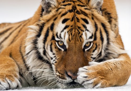 Правительство Китая сняло запрет на торговлю рогами носорогов и костями тигров