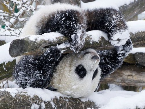 Счастливые: в Китае панды радуются первому снегу