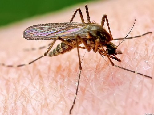Гены комаров помогут бороться с заболеваниями, переносимыми насекомыми – учёные