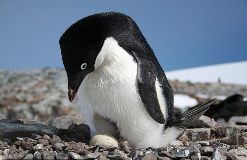 Ученые NASA: Глобальное потепление изменило рацион пингвинов