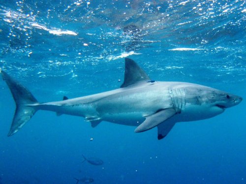 СМИ: В Красном море белая акула напала на дайвера