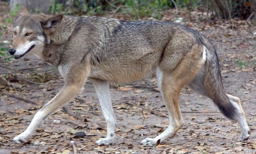 Найдены загадочные родственики вымерших рыжих волков