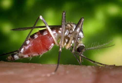 Найден способ лечения малярии