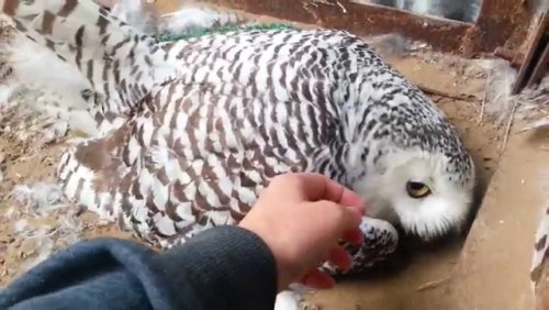 В Москве была найдена полярная сова