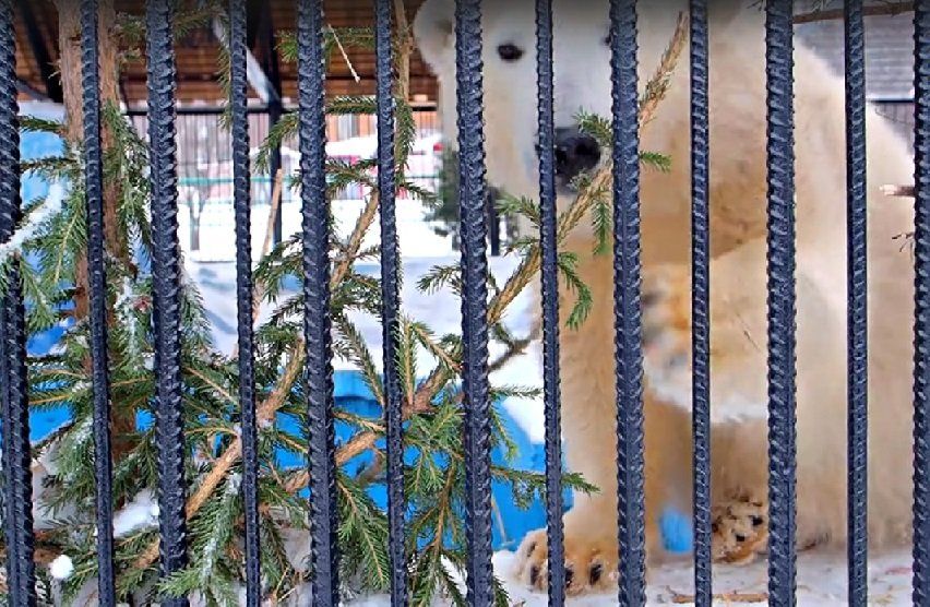 В красноярском зоопарке животные так обрадовались новогодним елям, что даже съели некоторые из них