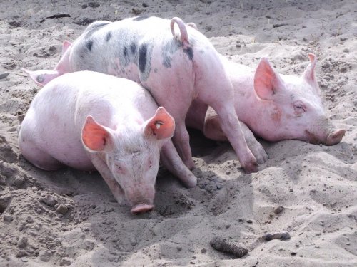 Ученые определили влияние грязи на здоровье свиней