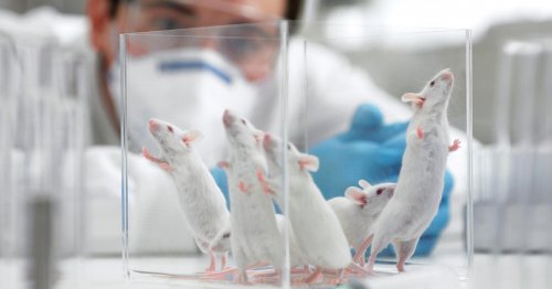 Грибковые инфекции нарушают память у мышей