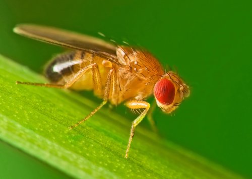 Плодовые мухи помогли пролить свет на эволюцию обмена веществ