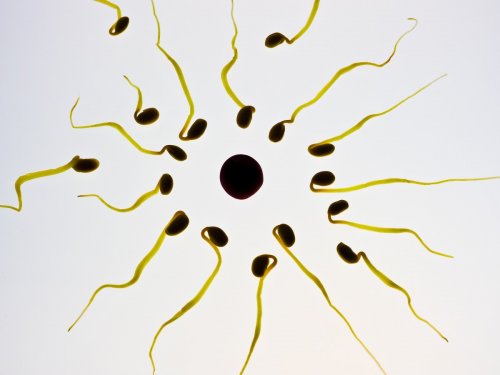 Установлена взаимосвязь между выкидышами и качеством сперматозоидов