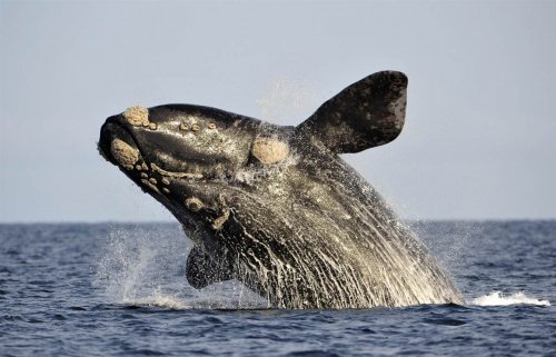 У берегов Флориды был замечен детеныш вымирающего вида китов
