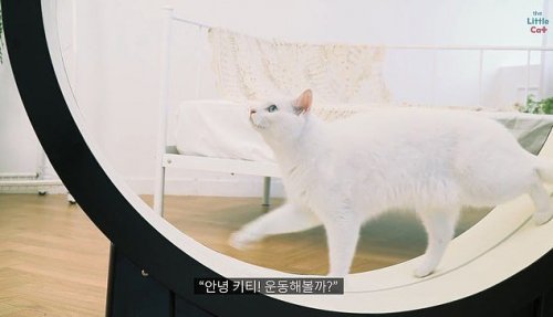 Корейская фирма выпустила «умную» беговую дорожку для кошек
