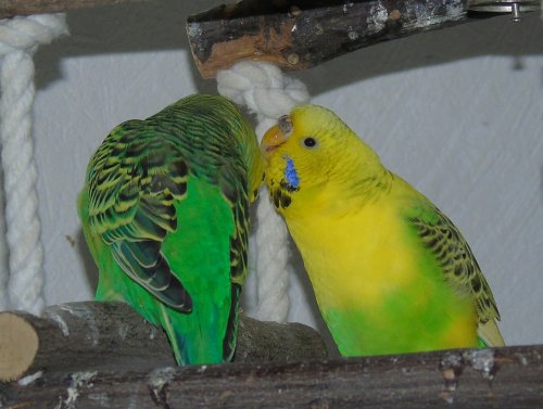 Умные самцы волнистых попугайчиков пользуются успехом у самок