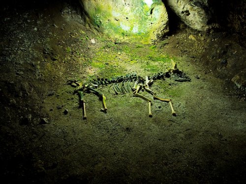 В Кузбассе нашли останки древнего животного
