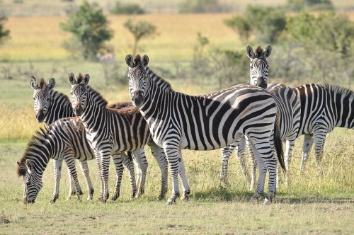 Венгерские ученые объяснили наличие полос у зебр