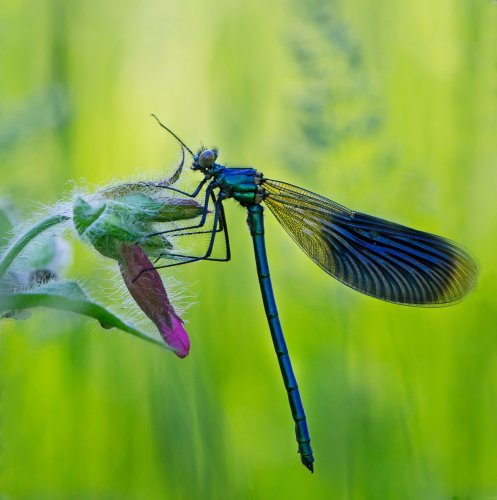 Палеонтологи описали насекомое, совершившее первый полет на Земле