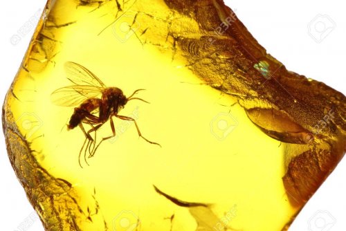 В янтаре ученые нашли жуков возрастом 99 миллионов лет