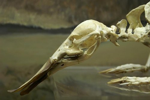 Палеонтологи  Китая  нашли останки утконоса мезозойской эры