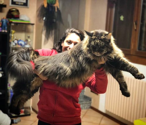 Самый длинный кот попал в Книгу рекордов Гиннеса