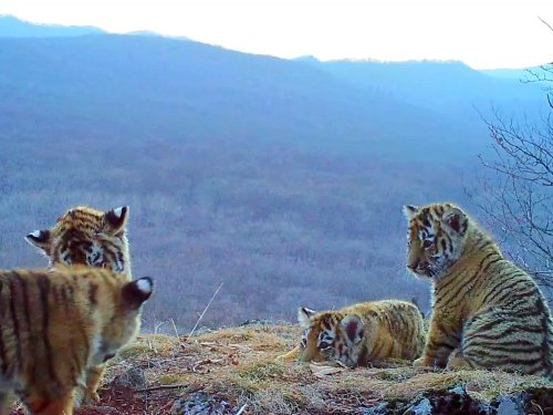 Сразу четыре тигренка попали на видео в Приморье