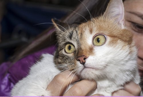 Девушка погладила бездомную кошку и оказалась парализована
