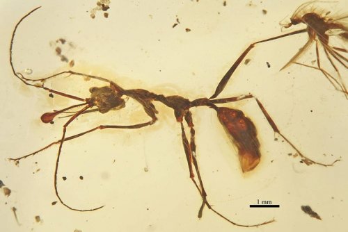 Палеоэнтомолог обнаружил древнее насекомое внутри драгоценного камня