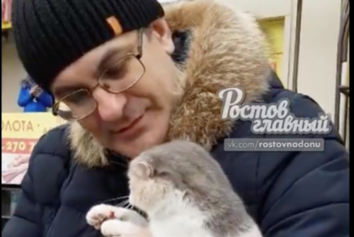 Операция «Спасение котейки»: в Ростове прохожие спасли упавшую с высоты кошку