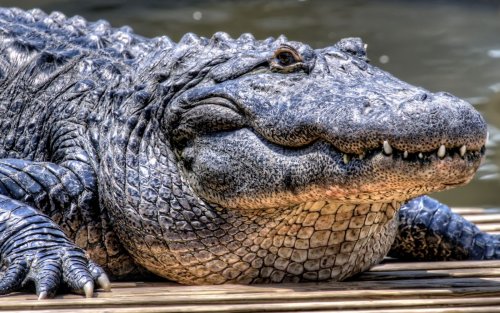Туристы мешают индийским крокодилам жить