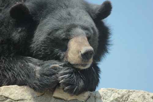 В США потерявшийся в лесу мальчик рассказал, что его спас медведь
