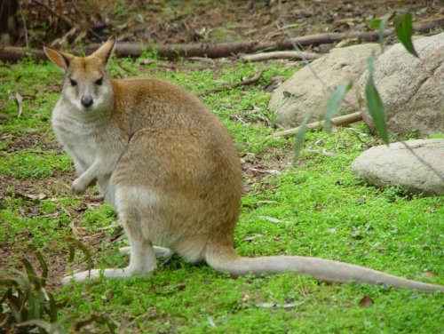Ученые из Австралии  рассказали о первых предках кенгуру
