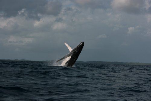 Специалисты нашли причину гибели китов