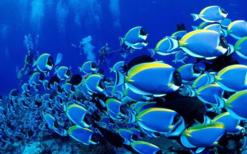 Ученые: Морская болезнь уничтожает подводный мир