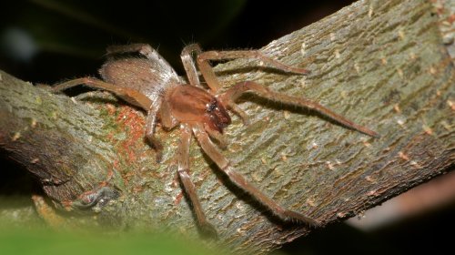 Ученые обнаружили новый вид смертоносного паука